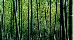 Bamboo Forest