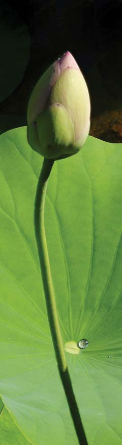 Lilypad