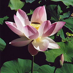 Lotus